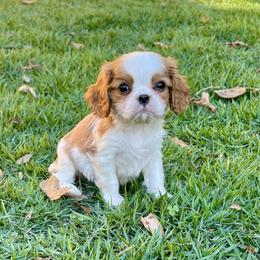 Bobby - Blenheim male Cavalier King Charles Spaniel puppy in Diberville, Mississippi from Sophie’s AKC Cavaliers