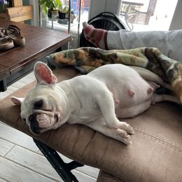 Snow White - French Bulldog