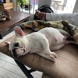 Snow White - French Bulldog