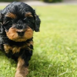 Cavalier King Charles Spaniel and Cavapoo Puppies from Camelback Cavaliers