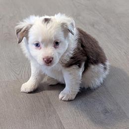 Harissa - Red merle female Toy Australian Shepherd puppy in Mountain Home, Idaho from LJK Boxers & Toy Aussies