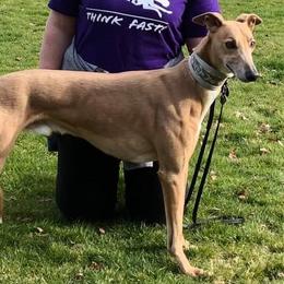 Keatz - Whippet