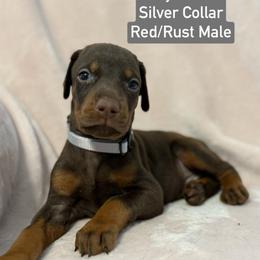 Silver Collar - Red and rust male Doberman Pinscher puppy in Lake City, Florida from Paintedcrazy Doberman Pinchers