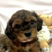 Cavachons and Poodles from Bliss Lane Pups