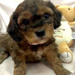 Cavachons and Poodles from Bliss Lane Pups