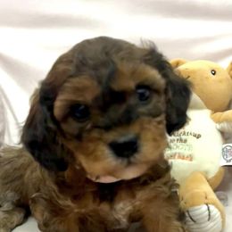 Cavachons and Poodles from Bliss Lane Pups