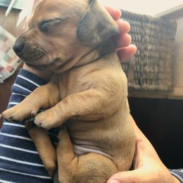 Dachshund Puppies from Ripon Dachshunds