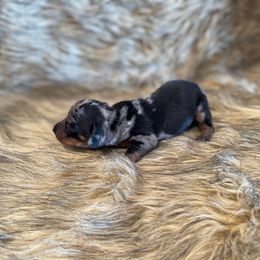 Marvel - Dapple male Dachshund puppy in Purdy, Missouri from Shotgun Pups