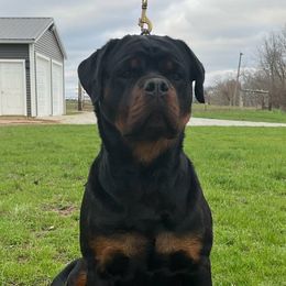 Chili - Rottweiler