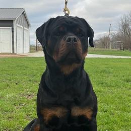 Chili - Rottweiler