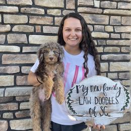 Golden Aussiedoodle and Goldendoodle Puppies from Law Doodles of SC
