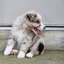 Australian Shepherd Puppies from Forte Australian Shepherds & Co.
