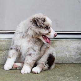 Australian Shepherd Puppies from Forte Australian Shepherds & Co.