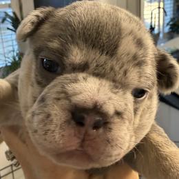 Francisca - Tricolors female French Bulldog puppy in York, South Carolina from Furevermore Boxers and Furevermore Frenchies