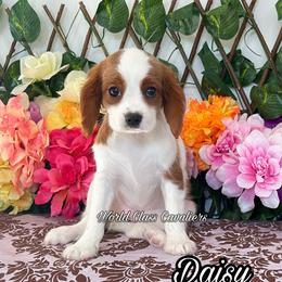 Daisy - Blenheim female Cavalier King Charles Spaniel puppy in Hollywood, Florida from World Class Cavaliers