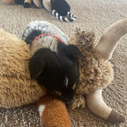 Australian Cattle Dog Puppies from Cactus Heelers Arizona