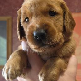 Bullet - Dark golden male Golden Retriever puppy in Princeton, Minnesota from Bewitched Goldens