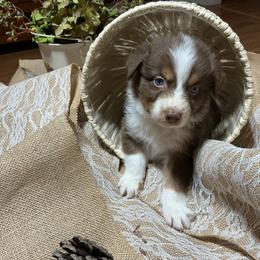Randy - Red tri-color male Australian Shepherd puppy in Butler, Georgia from Aussies at Howling Hill Farm
