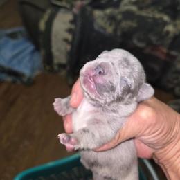Blue with white on head and chest - Blue female French Bulldog puppy in Summerville, Tennessee from R&J Frenchie