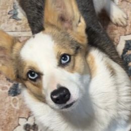 American Corgis and Pembroke Welsh Corgis from OO.Corgis