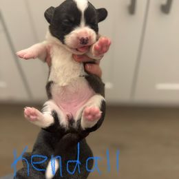 Kendall - Brindle and white Cardigan Welsh Corgi puppy in Washington from Corgi Tails