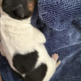 Boy 3 - White black and tan male Wire Fox Terrier puppy in Knoxville, Tennessee from Wire Hairs of Knoxville