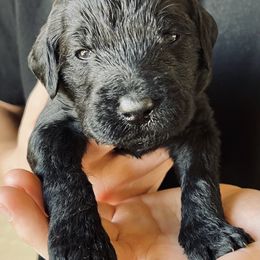 Goldendoodle Puppies from Oodles of Doodles