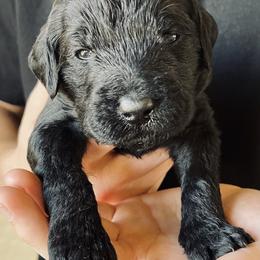 Goldendoodle Puppies from Oodles of Doodles