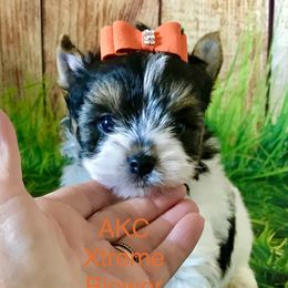 Xtreme Boy 1 - Black tan and white male Biewer Terrier puppy in Jonestown, Pennsylvania from AKC Xtreme Biewer Terriers...