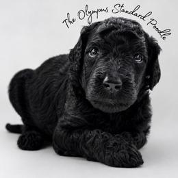 Aslan - Black male Poodle puppy in Spring Hills, Florida from The Olympus Standard Poodle