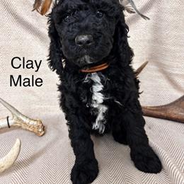 Clay - Black male Poodle puppy in Woodleaf, North Carolina from Circle T Ranch K9s
