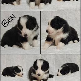 Shetland Sheepdog Puppies from Henotic Homestead's Shetland Sheepdogs