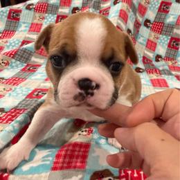 Apple - Fawn female Boston Terrier puppy in Wellington, Ohio from Twist of Faith Farms