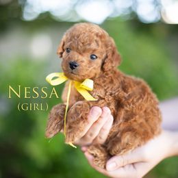 Nessa Rose (Yellow collar girl) - Apricot female Goldendoodle puppy in Salt Lake City, Utah from Snowfire Doodles