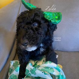 Goldendoodle Puppies from Scranton Goldendoodles