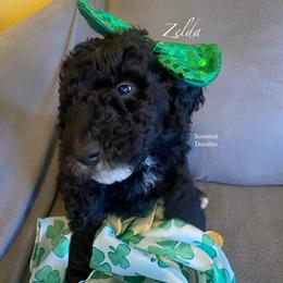 Goldendoodle Puppies from Scranton Goldendoodles