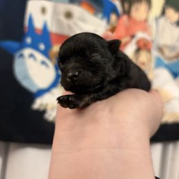 Alana - Wolf sable female Pomeranian puppy in Springfield, Missouri from Hope Mountain Pomeranians