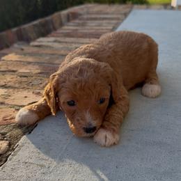 Girl 4 - Red  female Goldendoodle puppy in Meridian, Mississippi from Magnolia Poodles and Doodles
