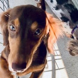 Spirit - Dachshund