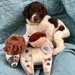 BB-8 - Parti female Poodle puppy in San Antonio, Texas from Chocolate Pet Connection