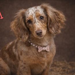 Cali - Dachshund