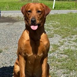 Arya - Labrador Retriever