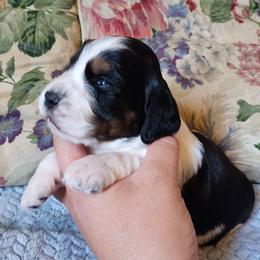 Amy - Black white and tan female English Springer Spaniel puppy in Kingsport, Tennessee from Leandra's English Springer Spaniels