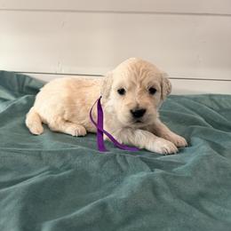 Purple - Light golden female Golden Retriever puppy in Brewster, Washington from AB & Co. Goldens