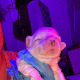 Maltipoo Puppies from JJR Doggie World LLC
