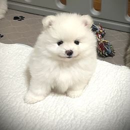 Buckee - Cream male Pomeranian puppy in Royston, Georgia from SouthernHearts Poms