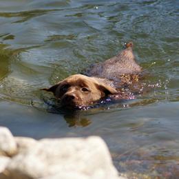Labrador Retriever Puppies from Zumi's Labs