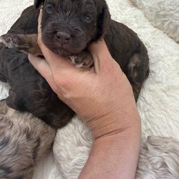 Puppy pick 4 - Chocolate female Goldendoodle puppy in Natural Bridge, Virginia from Padgetts Hill Puppies