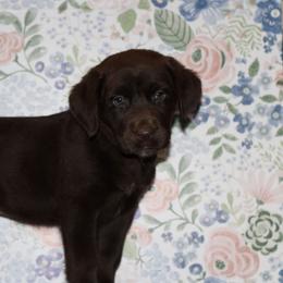Reckon - Chocolate male Labrador Retriever puppy in Morrilton, Arkansas from Ancient Dogges Performance Dogs