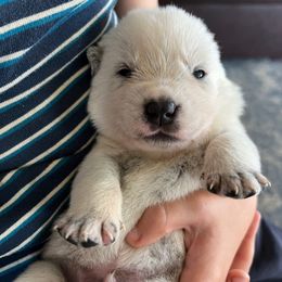 Boy 3 - Blue speckled male Australian Cattle Dog puppy in Irvington, Kentucky from Dry Valley’s Australian Cattle Dogs